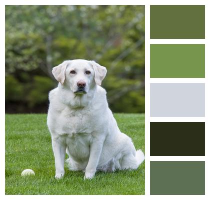 Labrador Dog White Dog Image
